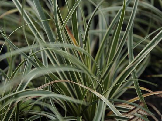 Carex  ( Segge ) - conica 'Snowline'