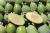 Brasilianische Guave (Ananas-Guave, Feijoas)  Acca sellowiana