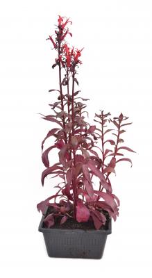 Teichkorb Lobelia fulgens