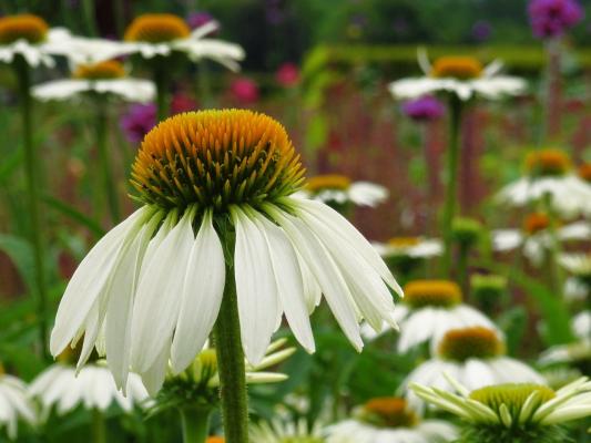 Sonnenhut Echinacea - purpurea 'White Swan'