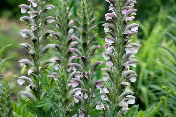 Bärenklau Acanthus - mollis