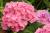Ballhortensie 'Bela' ® rosa - Hydrangea macrophylla