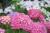 Ballhortensie 'Bela' ® rosa - Hydrangea macrophylla