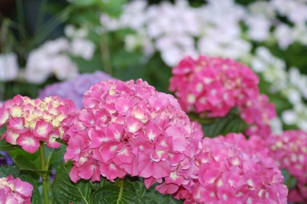 Ballhortensie 'Bela' ® rosa - Hydrangea macrophylla