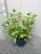 Rispenhortensie 'Wims Red' ® - Hydrangea paniculata