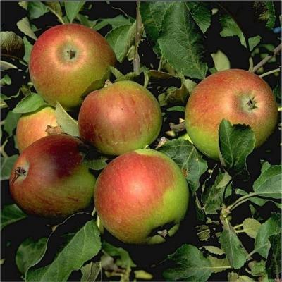 Herbstapfel 'Alkmene' - Malus 'Alkmene'