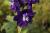 Rittersporn Delphinium  - Hybr. 'Magic Fountains'