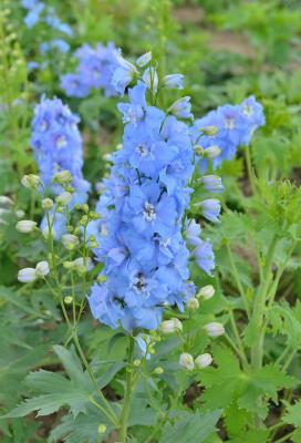 Rittersporn Delphinium  - Hybr. 'Magic Fountains'