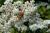 Perlkörpchen Anaphalis - triplinervis 'Sommerschnee'