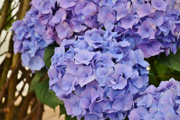 Ballhortensie 'Bodensee' - Hydrangea macrophylla