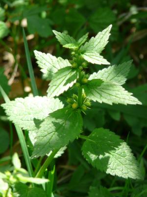 Goldnessel Lamiastrum - galeobdolon 'Florentinum'