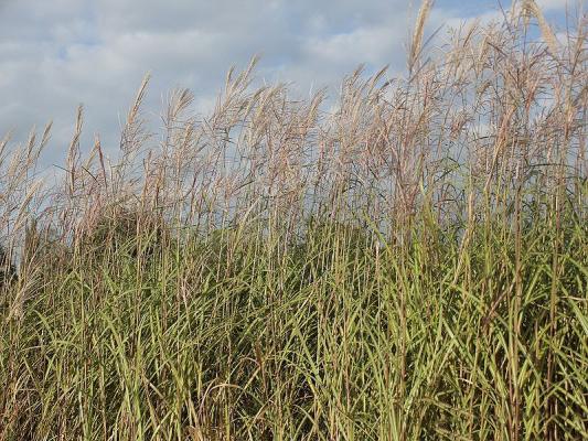 Miscanthus ( Chinaschilf ) - sinensis 'Rotfuchs'