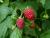 Himbeere 'Aroma Queen' Rubus idaeus