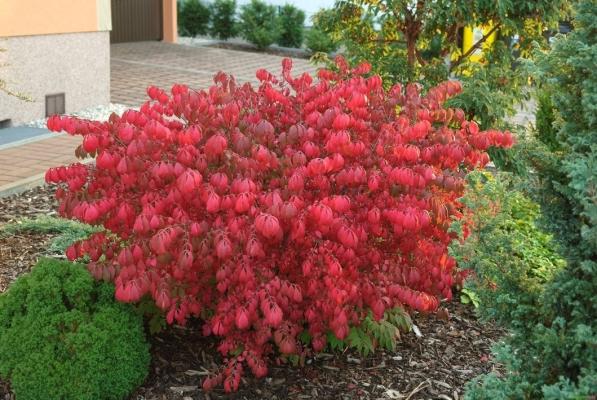 Korkspindel - Euonymus alatus