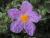 Immgergrüne Zistrose - Cistus purpureus