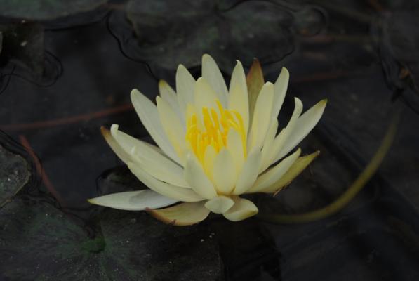 Seerose gelb Nymphaea "Sulphurea"