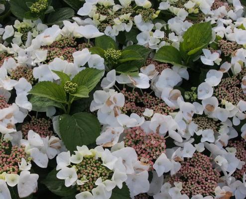 Tellerhortensie 'Benxi' - Hydrangea macrophylla