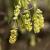 Glockenhasel / Niedrige Scheinhasel / Corylopsis