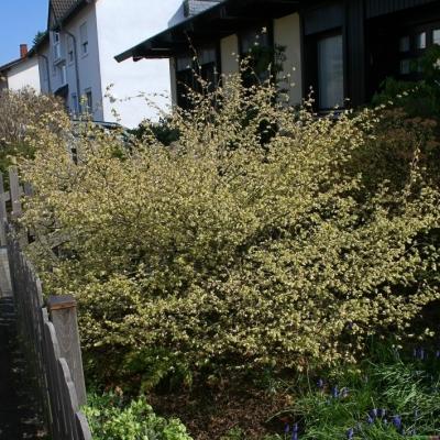 Glockenhasel / Niedrige Scheinhasel / Corylopsis