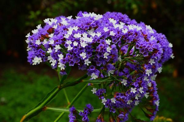 Steppenschleier Limonium - latifolium