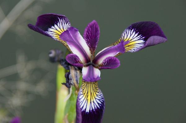 Ak.Schwertrlilie blau Iris versicolor