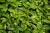 Japanische Aukube 'Crotonifolia' - Aucuba japonica