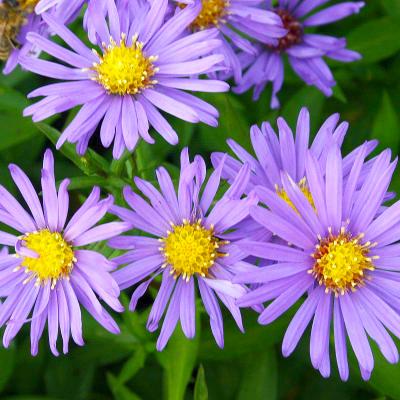 Aster - dumosus 'Blauer Gletscher'