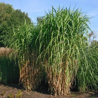 Miscanthus ( Chinaschilf ) - giganteus 'Aksel Olsen'