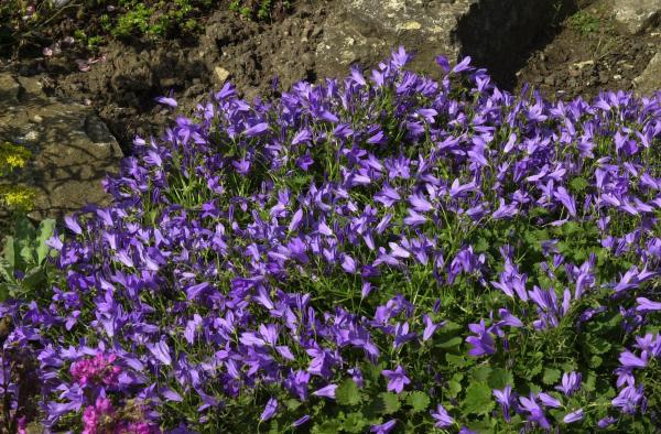 Glockenblume Campanula - portenschlagiana 'Birch'