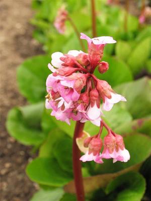 Bergenie  - cordifolia 'Baby Doll'