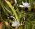 Schwertlilie Iris - japonica (wintergrün)