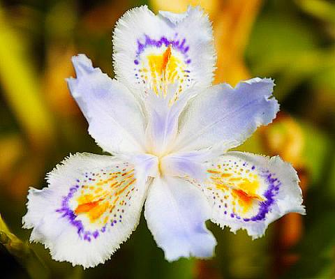 Schwertlilie Iris - japonica (wintergrün)