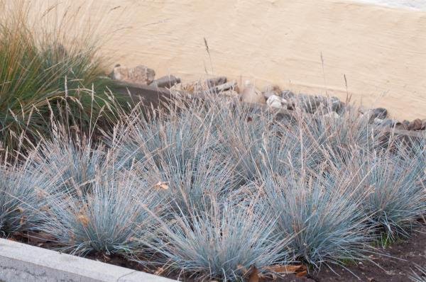 Festuca ( Blauschwingel ) - cinerea 'Uchte'