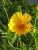 Mädchenauge Coreopsis - grandiflorum Sonnenkind