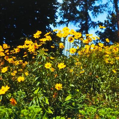 Mädchenauge Coreopsis - grandiflorum Sonnenkind