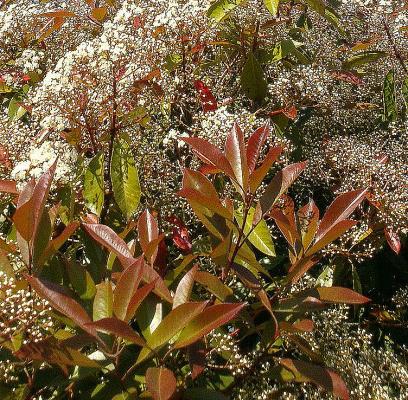 Glanzmispel - Red Robin photinia fraseri