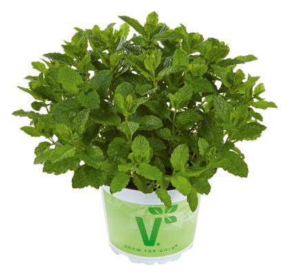 Marokkanische Minze Mentha spicata var. crispa Marokko