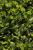 grünes Fiederpolster Leptinella Cotula - dioica 'Hiesfeld'