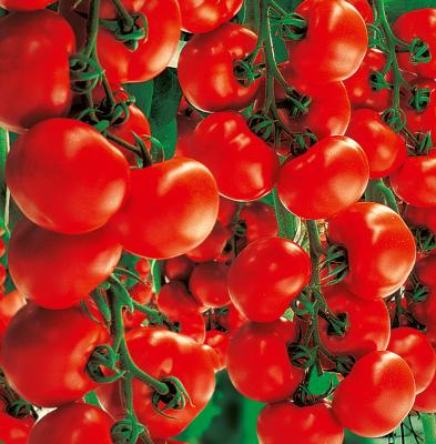 Strauchtomate Starlias®  F1 veredelt im 12 cm Topf