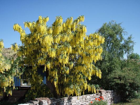 Edel-Goldregen - Laburnum wat. 'Vossii'