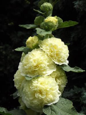 Stockrose Alcea - rosea 'Plenifora', gelb