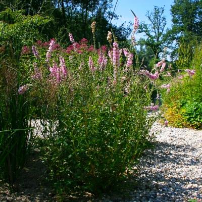 Blutweiderich Lythrum  - salicaria 'Blush'