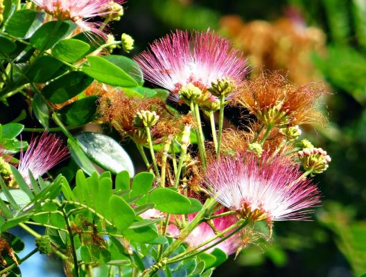 Seidenbaum - Albizia julibrissin