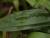 Carex  ( Segge ) - plantaginea