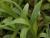 Carex  ( Segge ) - plantaginea