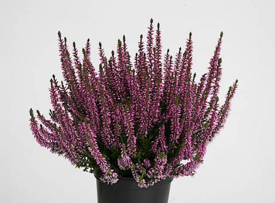 Besenheide Agens Garden Girls® - Calluna vulgaris