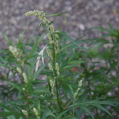 Gemeiner Beifuß - Artemisia vulgaris