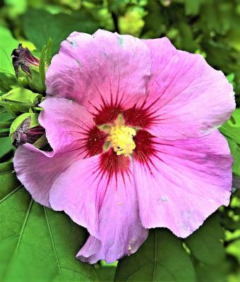 Garteneibisch 'Woodbridge' - Hibiscus syriacus