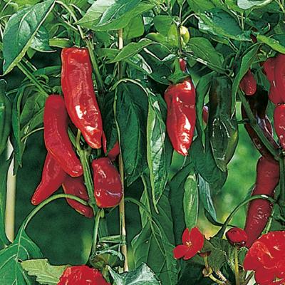 Spitzpaprika Lipari resistent im 11 cm Topf