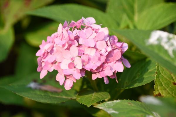 Winterschneeball Dawn - Viburnum bodnantense Dawn